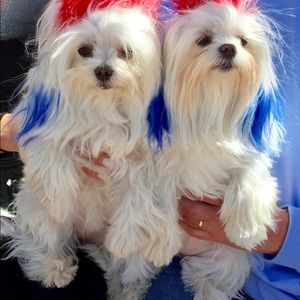 “Coco and Chanel “ 🐾